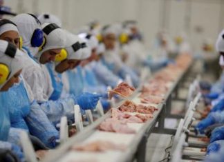 Brasil terá perda de 30% nas exportações de frango para a Europa