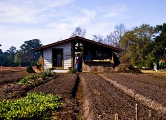 Censo mostra aumento da área destinada à agricultura no país