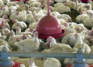 BRF recolhe carne de frango por risco de contaminação por salmonella
