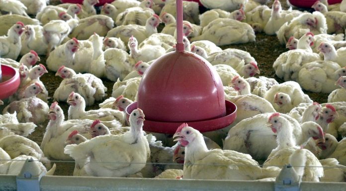 BRF recolhe carne de frango por risco de contaminação por salmonella