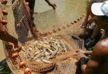 Pesquisa indica peixes que podem ser consumidos por brasileiros