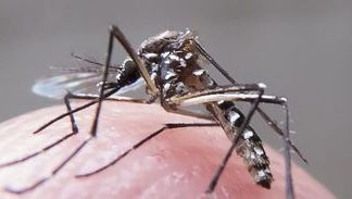 Pesquisa: vírus Zika traz prejuízos motores e de memória a adultos