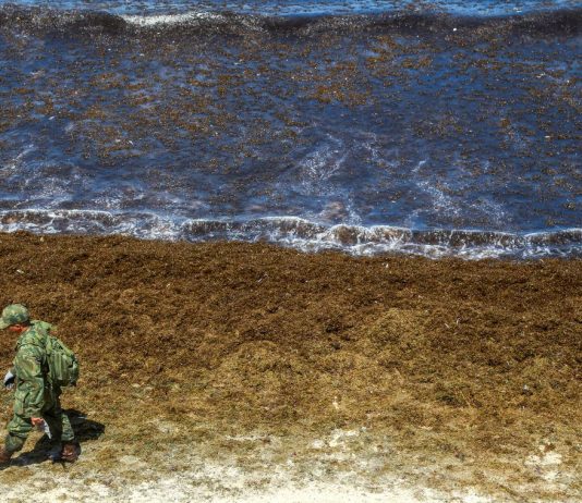 Óleo continua se espalhando e atinge novas praias de Pernambuco