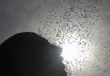 ONU valida temperatura recorde de 38º em junho de 2020 no Ártico
