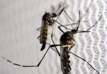 Dengue: Aumenta significativamente o número de atendimentos a crianças no Distrito Federal