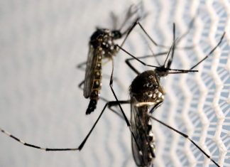 Dengue: Aumenta significativamente o número de atendimentos a crianças no Distrito Federal