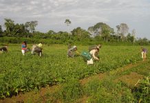 PAA: agricultores contam como melhoraram a renda e combateram a fome