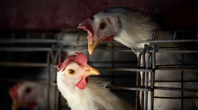 Gripe aviária leva Brasil a decretar emergência zoossanitária