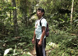 No Dia da Amazônia, organizações alertam sobre preservação do bioma