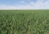 Expansão da Agropecuária no Brasil Aumenta 50% em Três Décadas